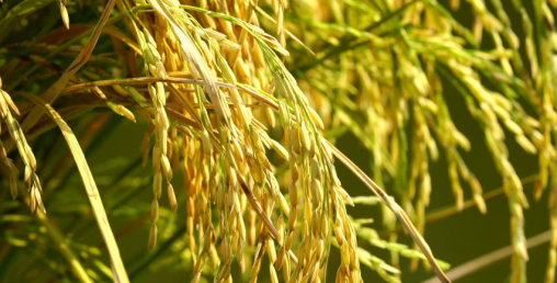 बैतडीमा धान र मकै उत्पादन बढ्यो, दलहन उत्पादनमा कमी